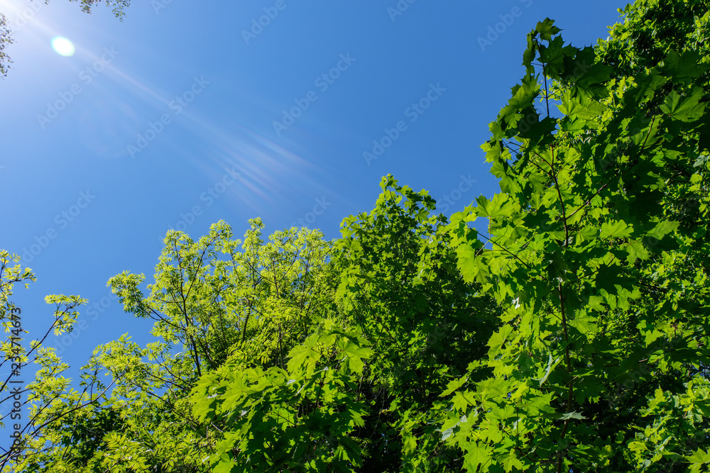 Fototapeta premium green foliage in summer with harsh shadows and bright sunlight