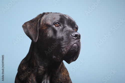 Beautiful dog in front of a colored background