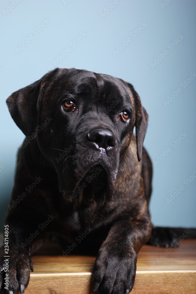 Beautiful dog in front of a colored background