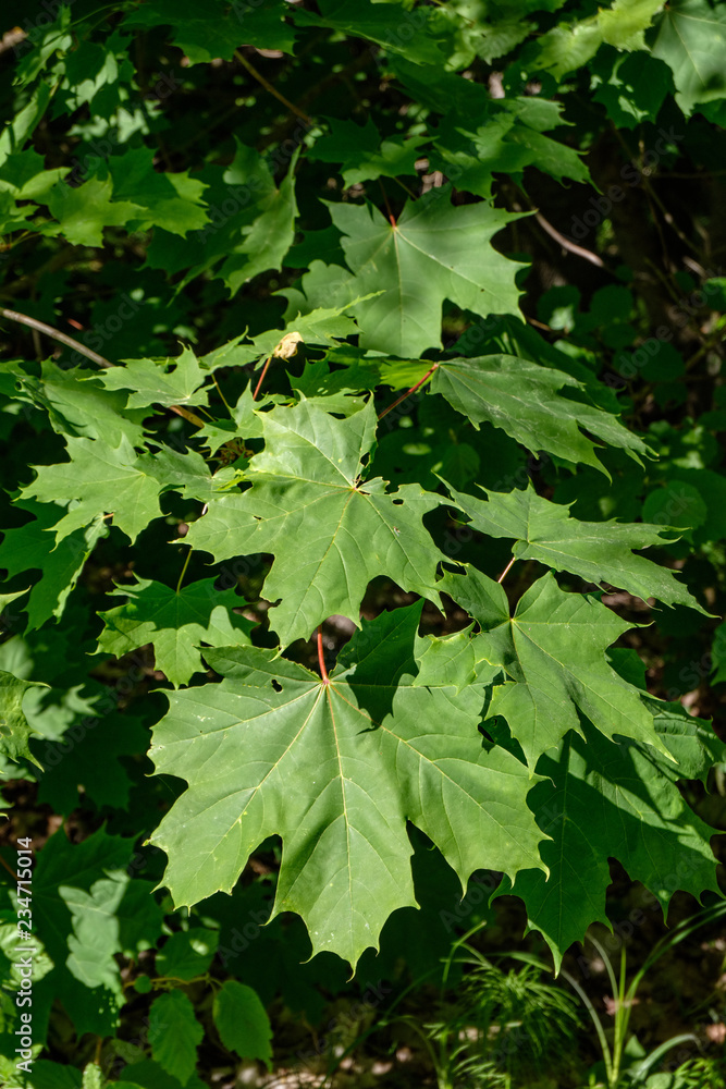 green foliage in summer with harsh shadows and bright sunlight green foliage in summer with harsh shadows and bright sunlight