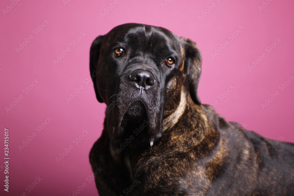 Beautiful dog in front of a colored background Beautiful dog in front of a colored background