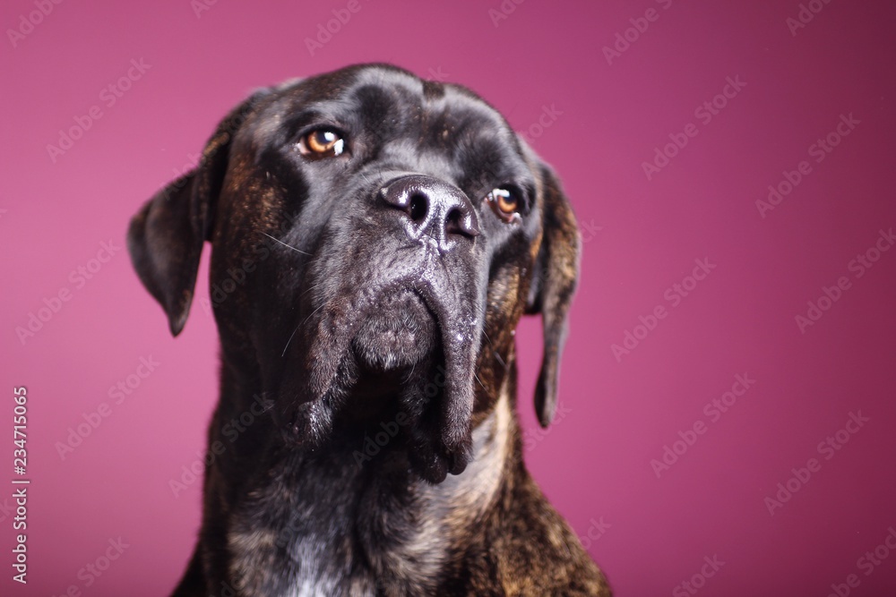 Beautiful dog in front of a colored background Beautiful dog in front of a colored background