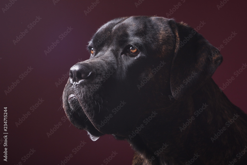 Beautiful dog in front of a colored background