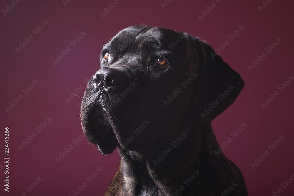 Beautiful dog in front of a colored background Beautiful dog in front of a colored background