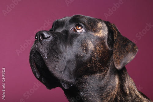 Beautiful dog in front of a colored background