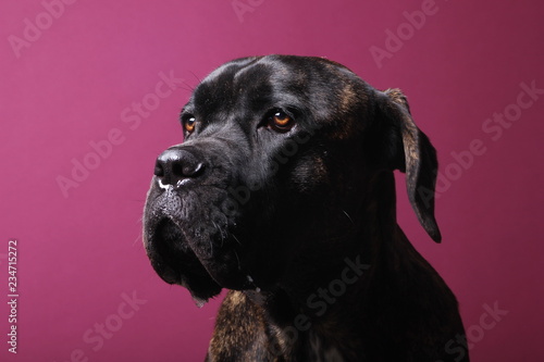 Fototapeta Naklejka Na Ścianę i Meble -  Beautiful dog in front of a colored background