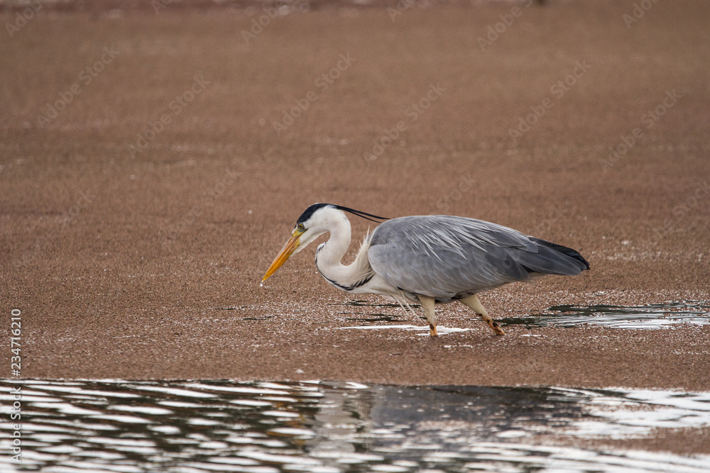 Obraz premium Grey Heron