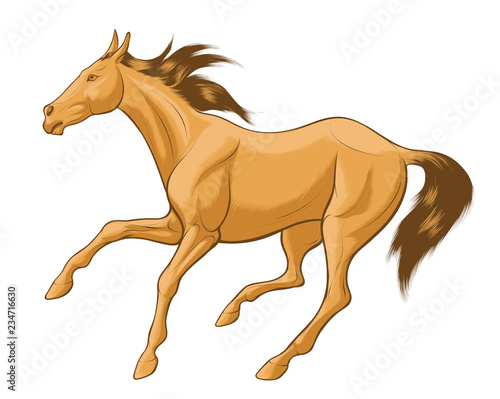 Fototapeta Naklejka Na Ścianę i Meble -  Quick sketch of beige horse with brown mane, galloping free. Vector clip art and design element for equestrian farms. Emblem of an agricultural animal.