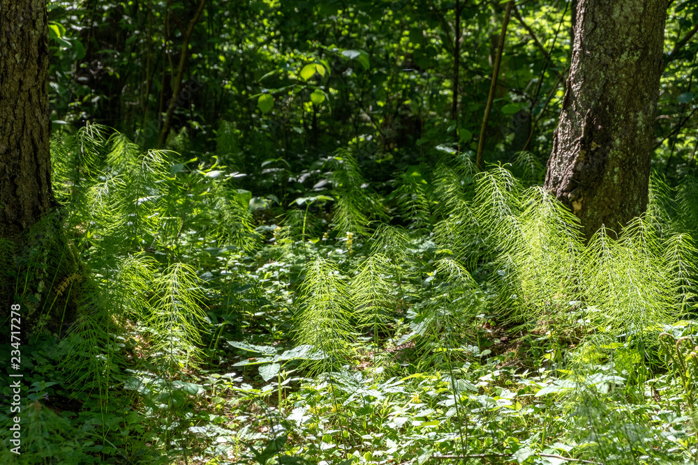 Fototapeta premium green foliage in summer with harsh shadows and bright sunlight