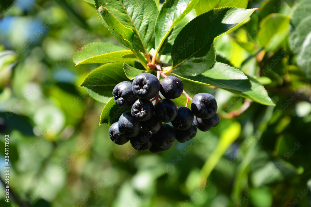 berry, fruit, black, currant, food, green, plant, leaf, branch, bush, ripe, nature, berries, garden, bunch, grape, blackberry, fresh, aronia, healthy, sweet, leaves, wine, summer, juicy berry, fruit, black, currant, food, green, plant, leaf, branch, bush, ripe, nature, berries, garden, bunch, grape, blackberry, fresh, aronia, healthy, sweet, leaves, wine, summer, juicy