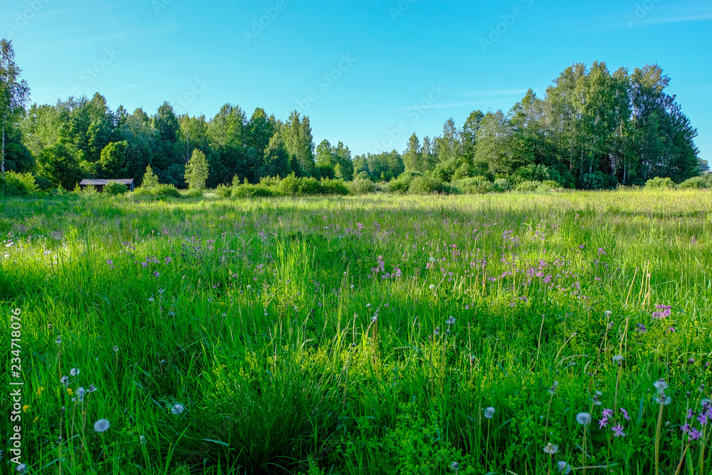Fototapeta premium beautiful green meadow with summer flowers near forest in warm summer day