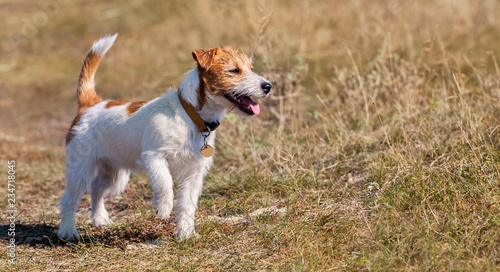 Happy jack russell terrier pet dog puppy walking in the grass, web banner
