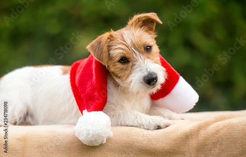 Christmas happy jack russell pet dog puppy with Santa Claus hat