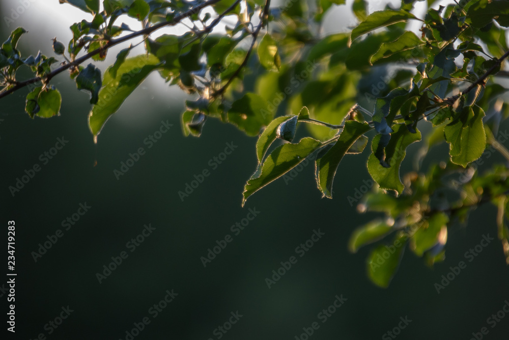 Obraz premium fresh green foliage tree leaves in morning light against blur background