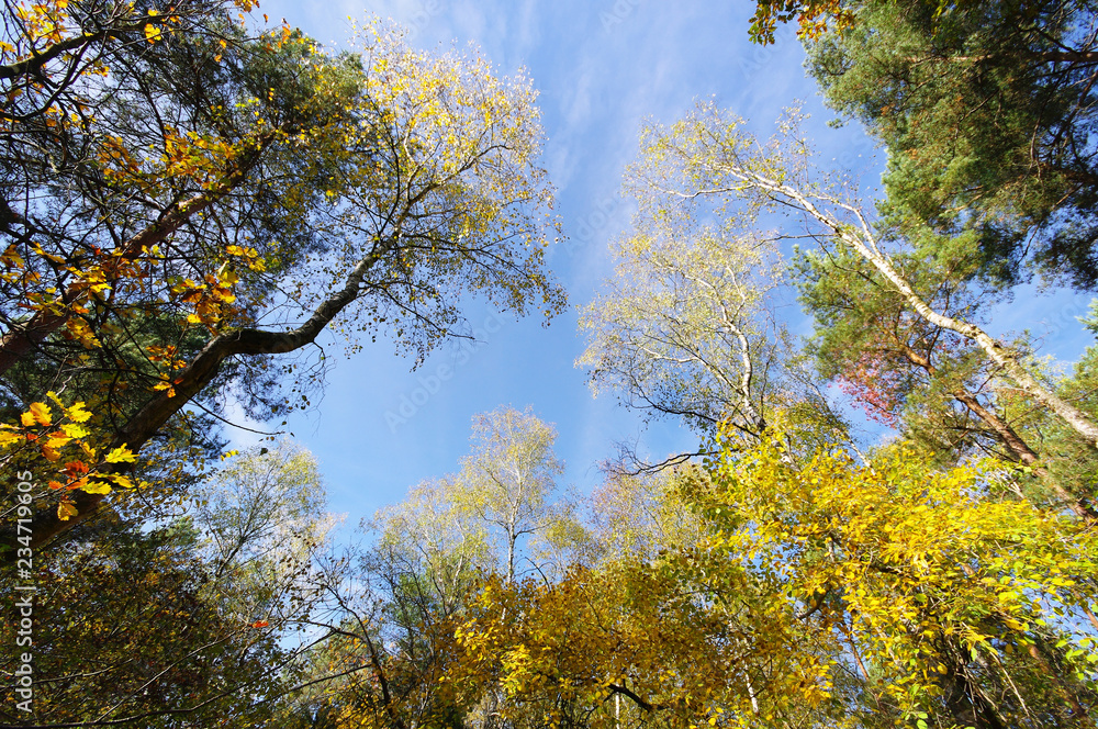 Fontainebleau forest foliage i autumn season Fontainebleau forest foliage i autumn season
