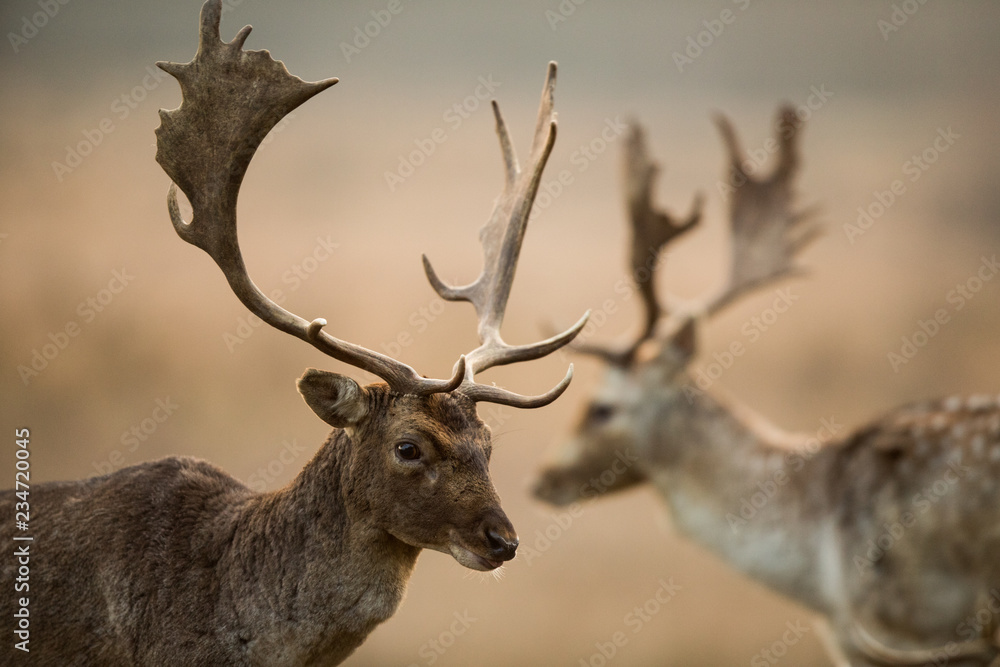 Fototapeta premium Fallow deer, Dama dama