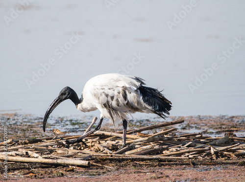 African Sacred Ibis photo