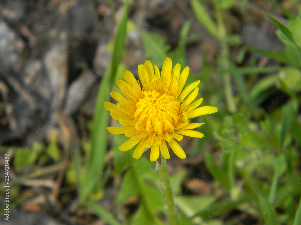 A young dandelion in the forest. Begins to open spring heat. A young dandelion in the forest. Begins to open spring heat.