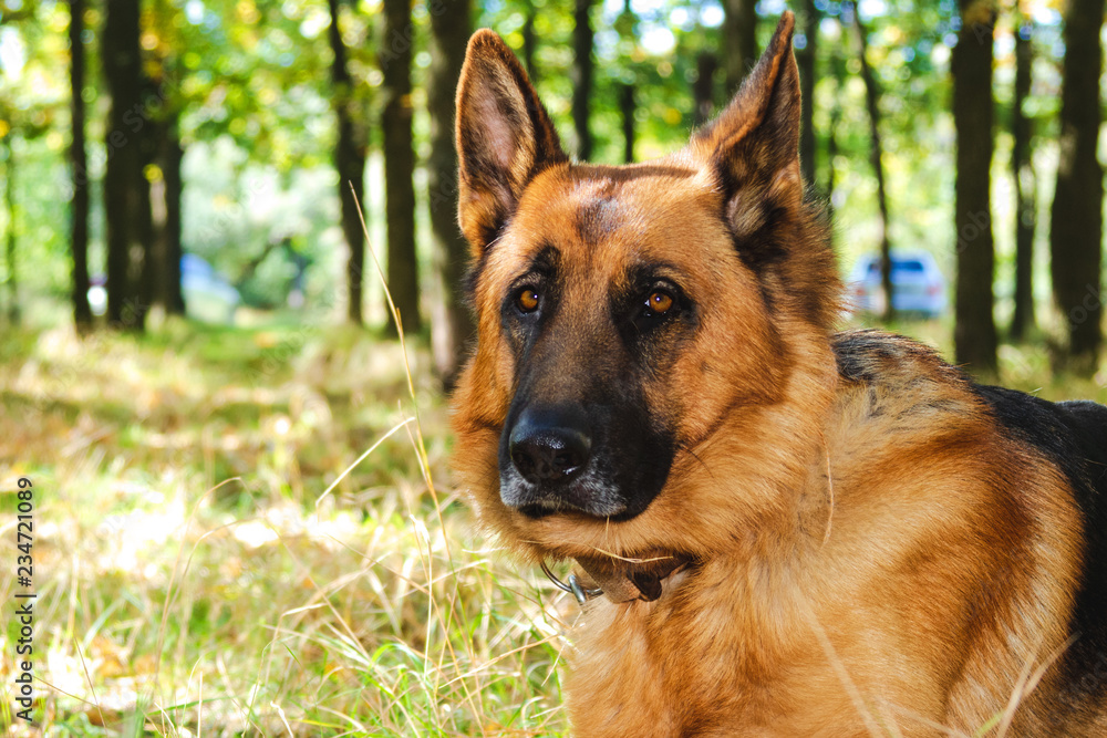 German shepherd dog is resting in park. Portrait