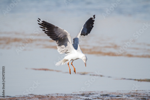 Southern Royal Albatross