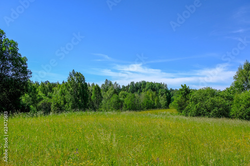 beautiful green meadow with summer flowers near forest in warm summer day