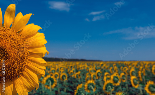 Fototapeta Naklejka Na Ścianę i Meble -  sunflower summer flower close-up, against a background of clouds.