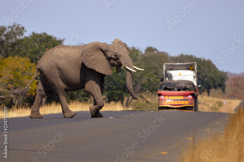 Elephant on the highway