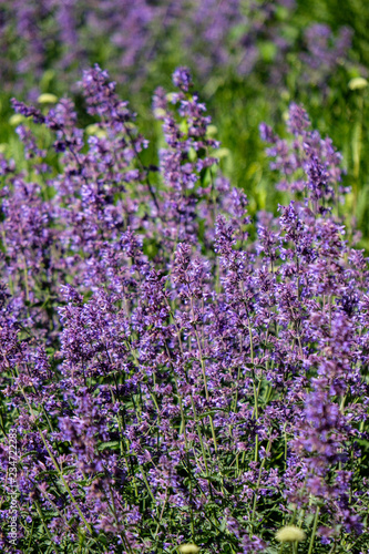 lilac lavandish plants in summer
