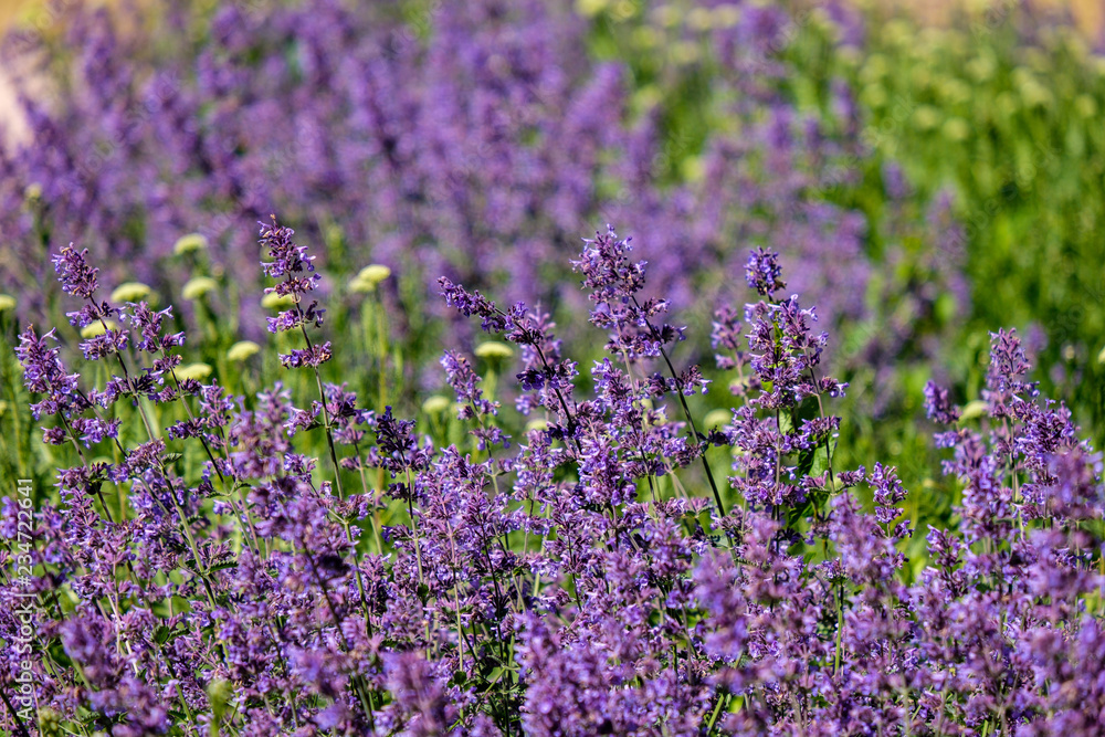 Fototapeta premium lilac lavandish plants in summer