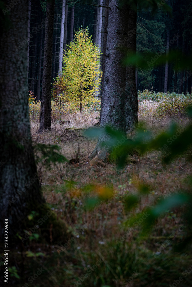 Obraz premium Herbliche Buche