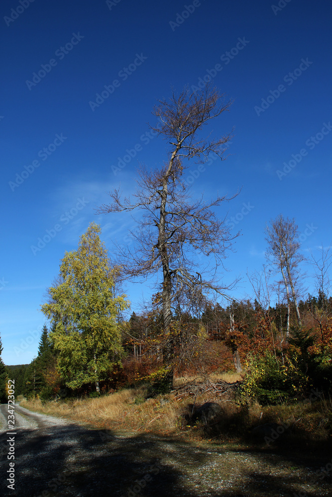 Die ehemalige Grenze bei Braunlage Die ehemalige Grenze bei Braunlage