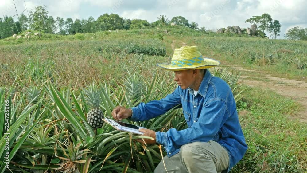 A farmer survey his pineapple farm. IOT and Smart Farming concept.
A farmer survey his pineapple farm. IOT and Smart Farming concept.