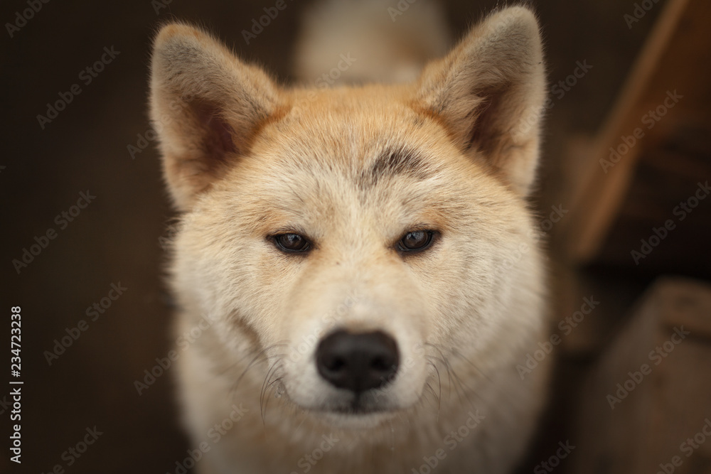 Portrait of cute Japanese dog Akita Inu with dirt on the head from active playing