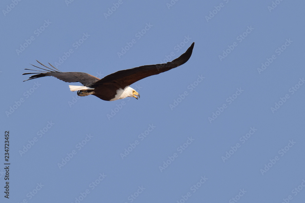African Fish Eagle flying over Chobe river African Fish Eagle flying over Chobe river