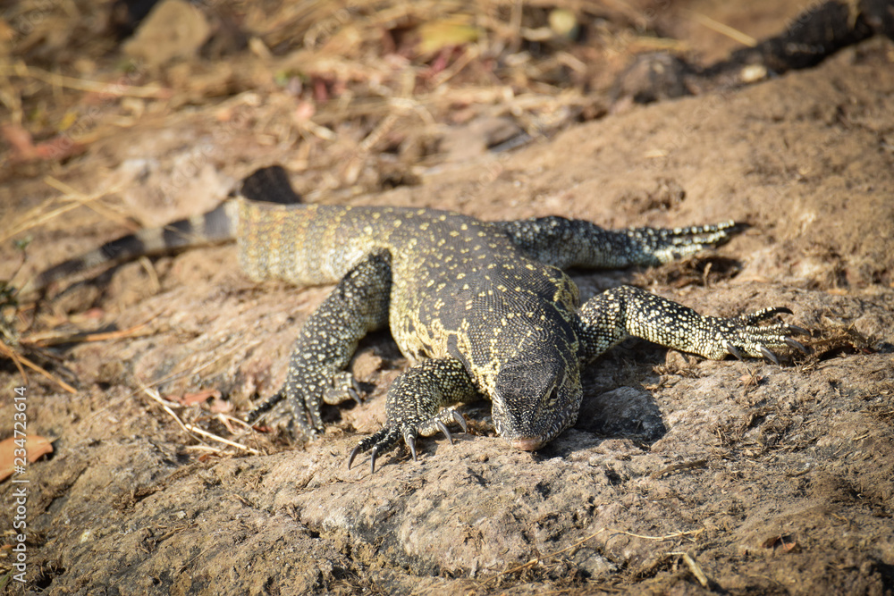 Monitor lizard on the bank of Chobe river in Botswana