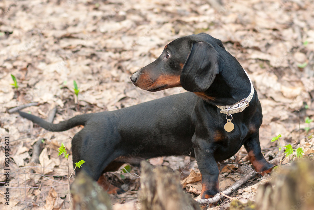 Six-month puppy of black and tan dachshund playing in spring forest