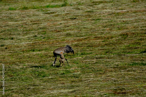 crane with young on the meadow