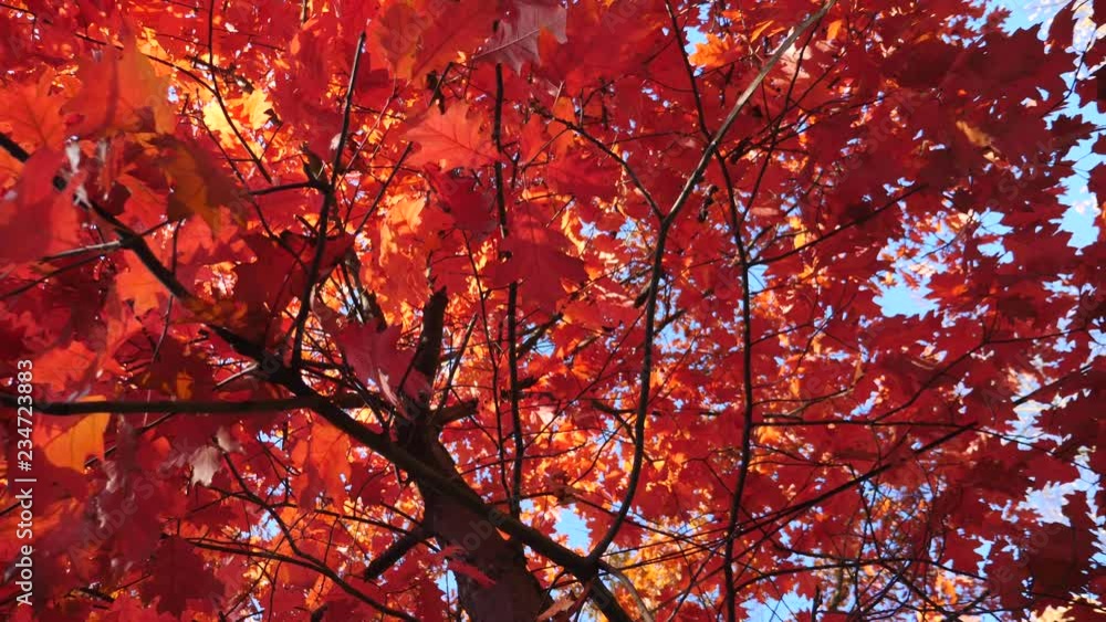 Beautiful Maple Tree With Red Leaves. Fall Season. Beautiful Maple Tree With Red Leaves. Fall Season.