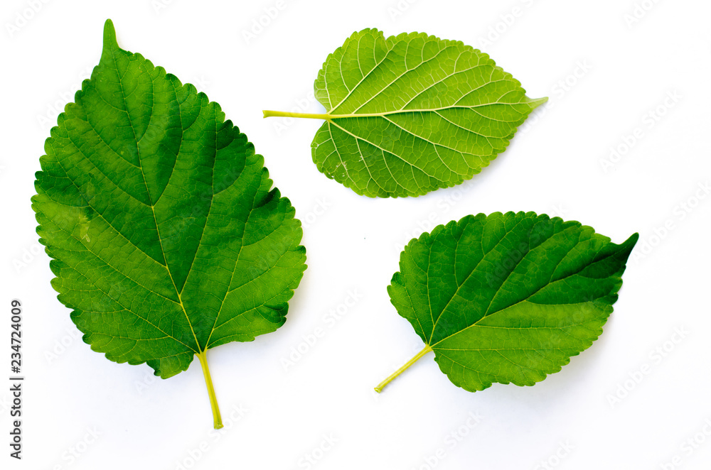 Fototapeta premium Green leaf texture. Leaf texture background