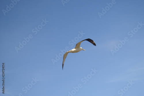 Albatross photo