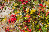 red hawthorn berries autumn