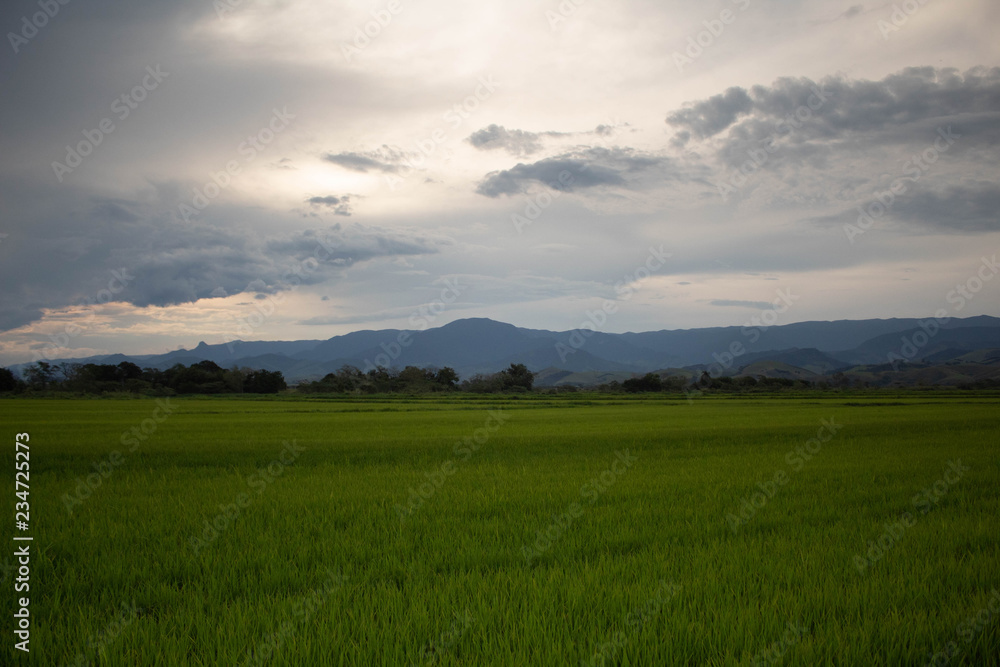 Plantação de arroz fim de tarde
