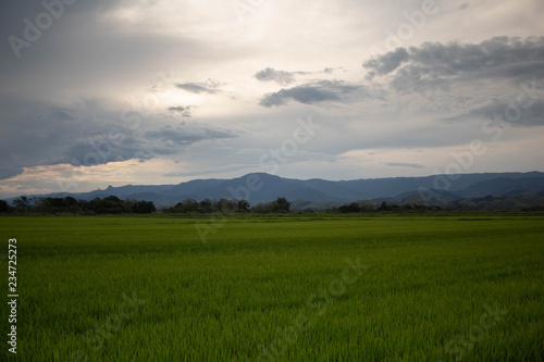 Plantação de arroz fim de tarde © Wesley