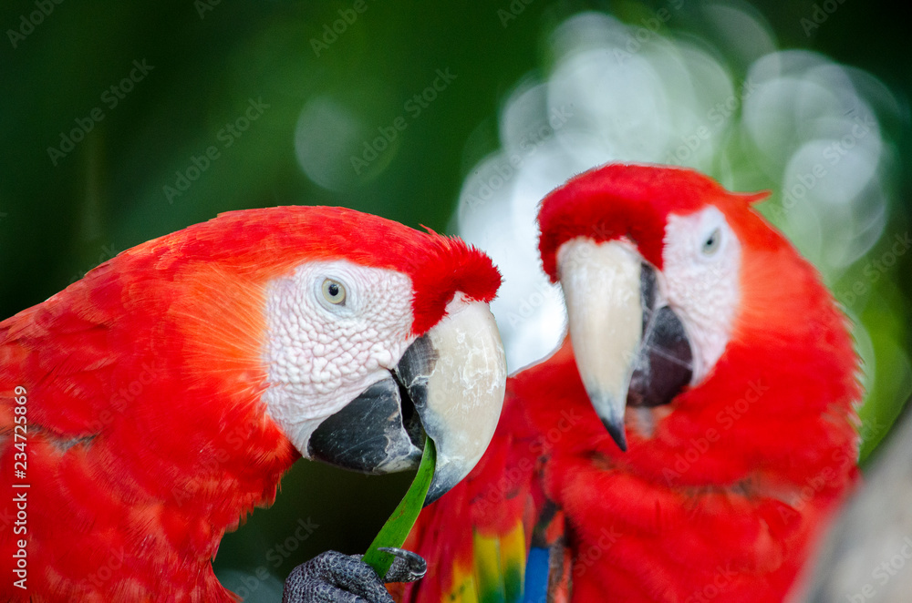 Fototapeta premium macaw