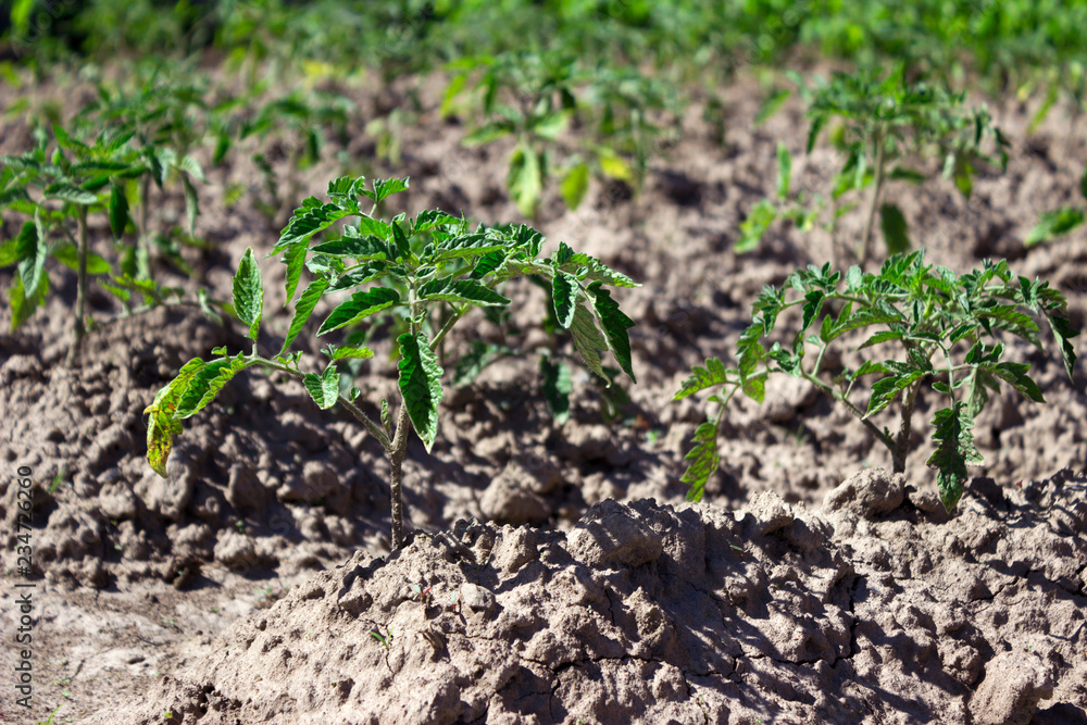 The little seedlings of tomatoes growing in the garden, agriculture The little seedlings of tomatoes growing in the garden, agriculture