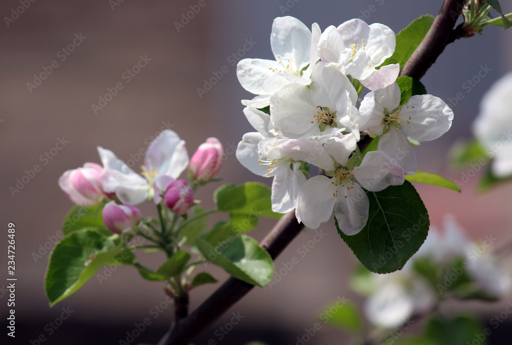 Fototapeta premium branch of apple tree with white flowers