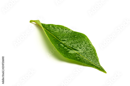 green leaves with drops water isolated on a white background.