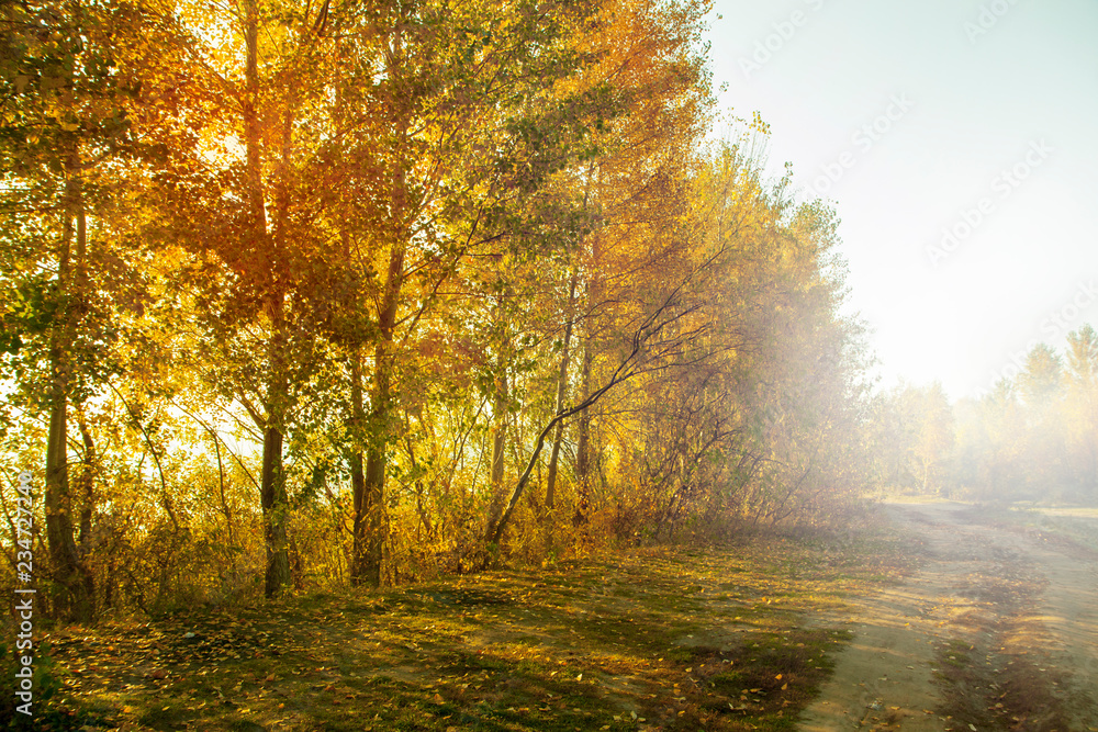 Obraz premium Misty morning on the forest. Beautiful autumn trees on a fog. The trail on a meadow. Frozen grass.