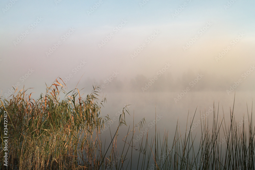 Misty morning on the lake. Dawn in the fog. Reed and plants in the foreground. Calm autumn landscape.