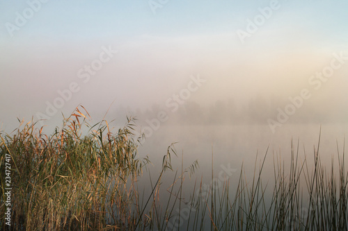 Misty morning on the lake. Dawn in the fog. Reed and plants in the foreground. Calm autumn landscape.